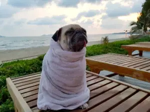 Snug as a pug in a run