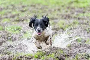 Pup running through mud