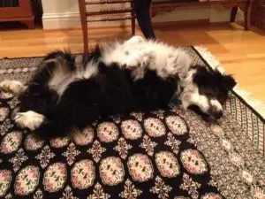 Annie lounging at home