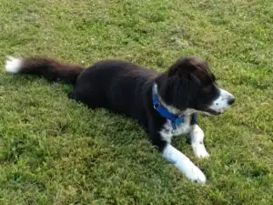 Annie Relaxing in the grass
