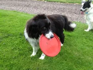Annie with her frisbee