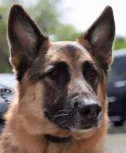 Portrait of Baron