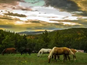 horses in a field