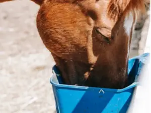 Horse eating