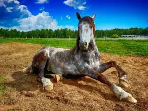 Horse sitting in field