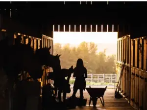 Calm Horses in a barn