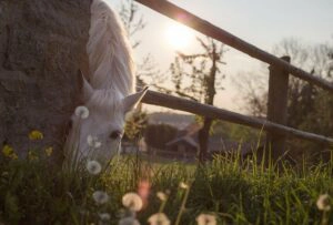 Horse in a field