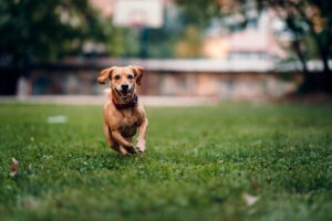 Dog running through grass