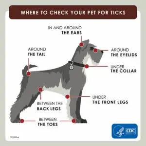 Where to check for ticks