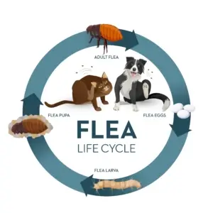 Flea life cycle