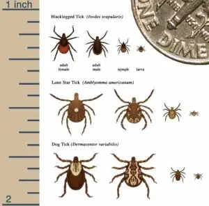 Fleas