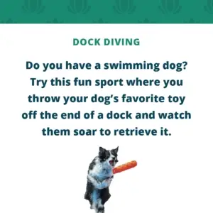 Dock diving