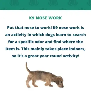 Scent work