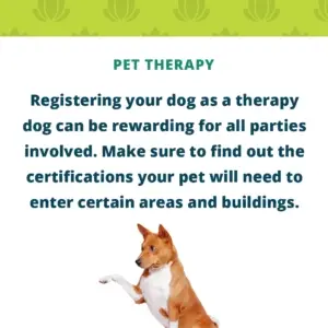 Therapy dog