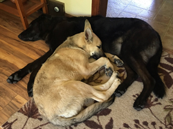 Bubba rests with his brother, Ryder.