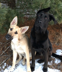 Ryder (left) and Bubba enjoy exploring the backyard.