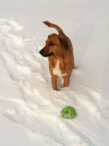 Juno playing in the snow!