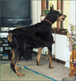 Bethamm's Thunder Hawk looking for mischief.