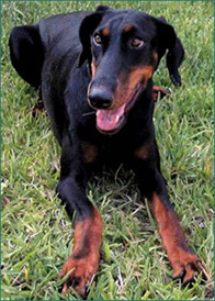 Rescued Libby feeling better ever after.