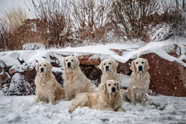 Lynda's gorgeous Goldens.