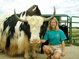 Lynda with her prized bull yak, Sherpa