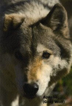Grey wolf, Apache.