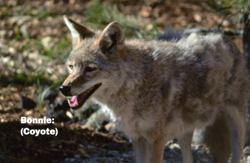 Bonnie, the coyote.