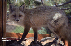 Rex, the red fox.