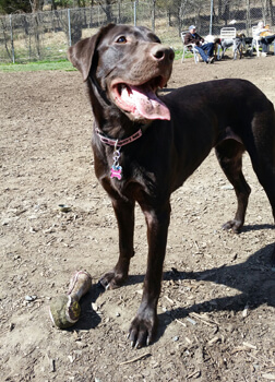 Shiny, happy Stella hanging out at the dog park!