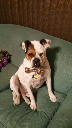 7-year-old Brutus models a bowtie.