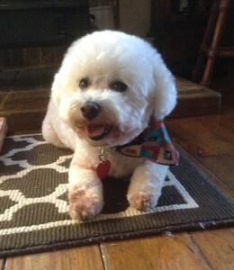 Happy Maxx, No More Itchies.