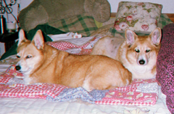 Corgis Callie and Cooper.