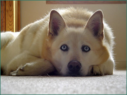 Casey taking a rest from playtime.