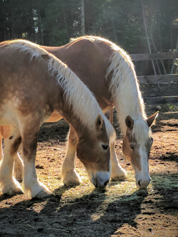 Annie and Helen happily grazing.