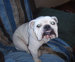 Even the groomer notices Moosa's new look!