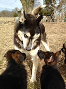 Sarge teaching the pups!