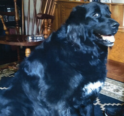 No Surgery for Heidi!