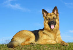 Kolby - K9 Model!