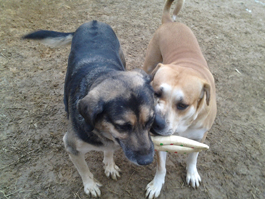 Trixi and Tiger Toones!