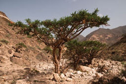 Boswellia serrata tree.