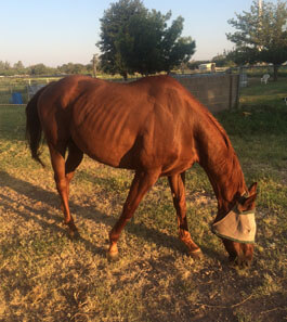 No lameness for Cabot!