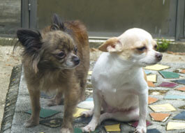 Zoe and Lucy, happy and flea free!