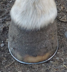 After using Hoof & Coat Formula, her hoof shows dramatic healing.