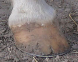 Before Hoof & Coat Formula, Sunny's hoof had many bad cracks.