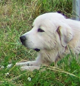Cathy's Great Pyrenees is tick-free.
