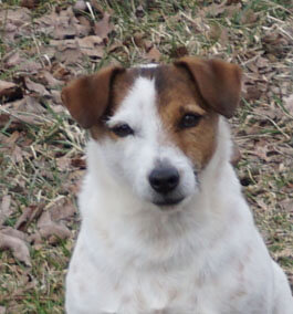 No more ticks (or chemicals) for this Jack Russell!