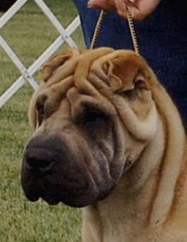 One of Cathy's beautiful Shar Pei.