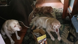 Dakota, Jalen, and Ori love Springtime Cookies!