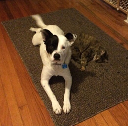 Naptime for Captain and Angelina the cat.