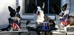 A few of Heather's gorgeous patriotic Corgis.
